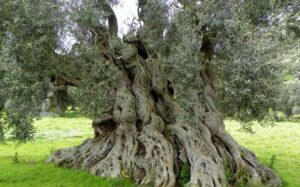 Puglia: gli ulivi centenari