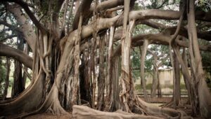 Palermo: il Ficus macrophylla monumentale di Villa Garibaldi