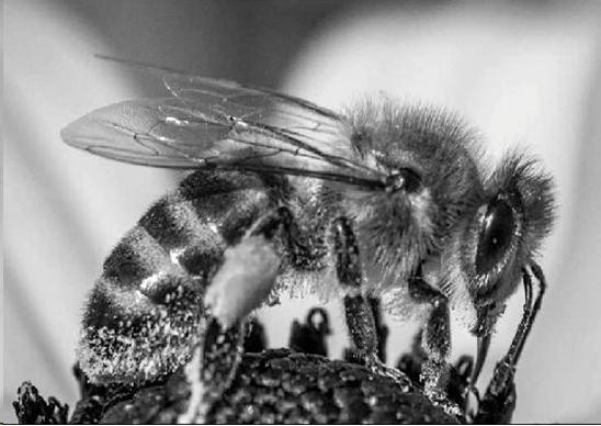 Figura 6.9. Foto ravvicinata di un’ape.